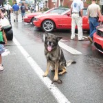 We had to bring in the K-9 unit to control the crowd around the Saleens. This guy really struck fear in everyone's eye!